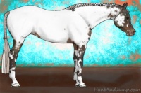 Horse Color:White Spotted Silver Brown Appaloosa