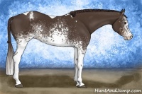 Horse Color:White Spotted Liver Chestnut Tobiano Appaloosa
