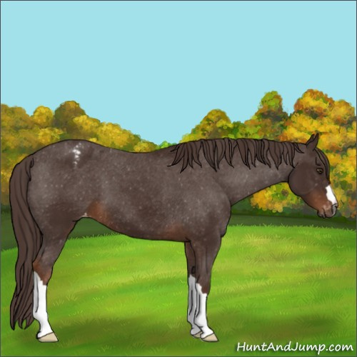 Horse Color:Gray Chestnut Appaloosa 