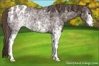 Horse Color:White Spotted Liver Chestnut Appaloosa Rabicano