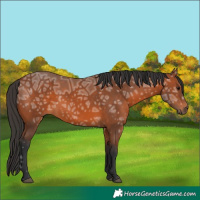 Horse Color:Bay Ice