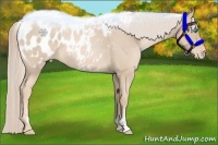 Horse Color:Palomino Pearl Sabino Appaloosa 