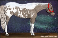 Horse Color:Silver Grullo Tobiano Appaloosa