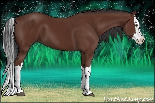 Horse Color:Bay Splash 