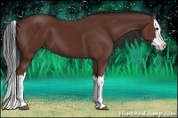 Horse Color:Bay Splash 