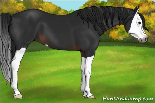 Horse Color:Gray Brown Splash 