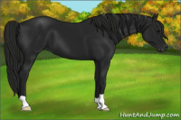 Horse Color:Gray Black 
