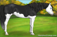 Horse Color:Gray Black Splash