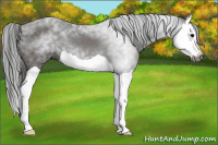 Horse Color:Gray Black Splash