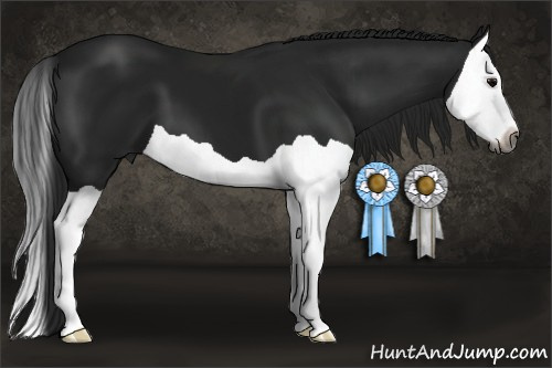 Horse Color:Gray Black Splash