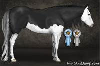 Horse Color:Gray Black Splash