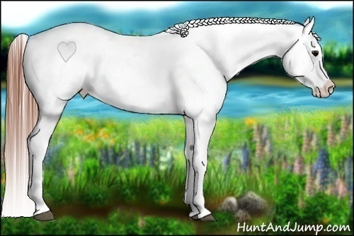 Horse Color:Grullo Varnish 