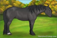 Horse Color:Black Sabino
