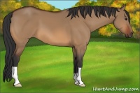 Horse Color:Bay Dun