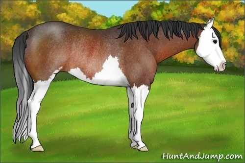 Horse Color:Bay Sabino Splash Rabicano 