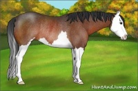Horse Color:Bay Sabino Splash Rabicano