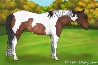 Horse Color:Bay Tobiano Rabicano 