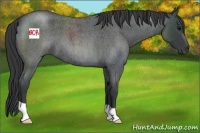 Horse Color:Blue Roan 