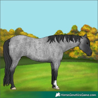 Horse Color:Blue Roan 