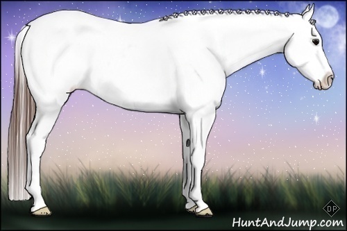 Horse Color:White Spotted Brown Appaloosa 