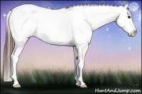 Horse Color:White Spotted Brown Appaloosa