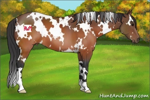 Horse Color:White Spotted Brown