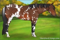Horse Color:White Spotted Brown 