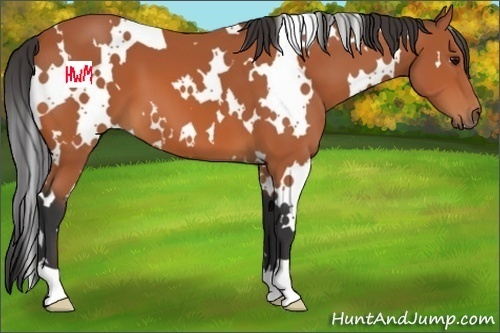 Horse Color:White Spotted Bay 