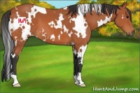 Horse Color:White Spotted Bay 
