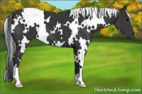 Horse Color:White Spotted Black 