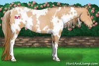 Horse Color:White Spotted Bay Pearl