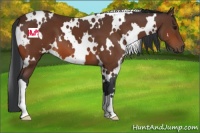 Horse Color:White Spotted Bay 