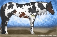Horse Color:White Spotted Brown 