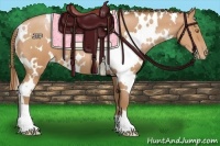 Horse Color:White Spotted Bay Pearl 