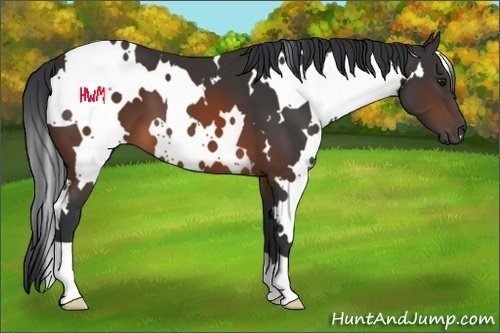 Horse Color:White Spotted Brown 