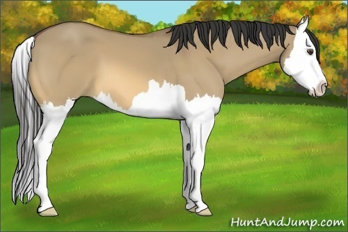 Horse Color:Buckskin Dun Splash 