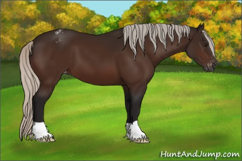 Horse Color:Gray Silver Bay Appaloosa