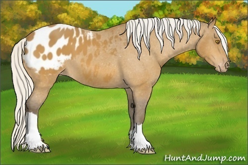 Horse Color:Silver Buckskin Appaloosa