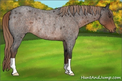 Horse Color:Liver Red Roan Rabicano