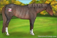 Horse Color:Liver Red Roan Rabicano 