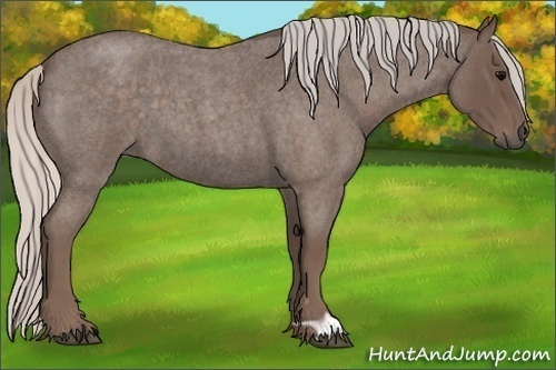 Horse Color:Silver Blue Roan 