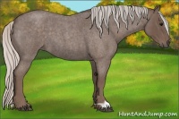 Horse Color:Silver Blue Roan 