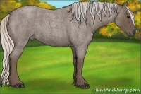Horse Color:Silver Blue Roan