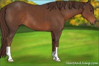Horse Color:Liver Chestnut 