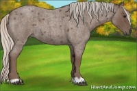 Horse Color:Silver Blue Roan