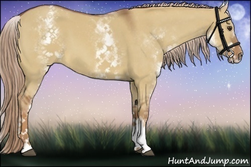 Horse Color:White Spotted Red Dun 