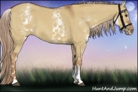 Horse Color:White Spotted Red Dun