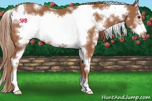Horse Color:White Spotted Chestnut Sabino Frame 