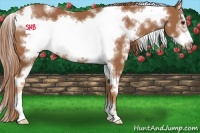 Horse Color:White Spotted Chestnut Sabino Frame