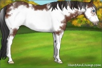 Horse Color:White Spotted Bay Sabino Frame